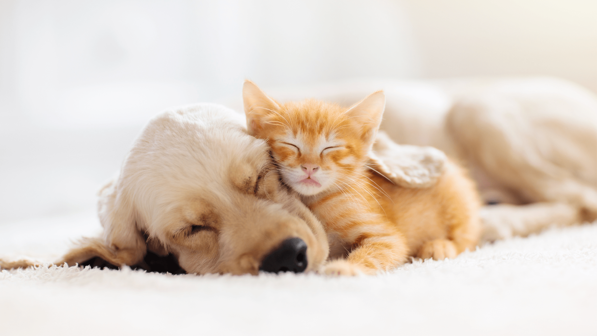 pets 2