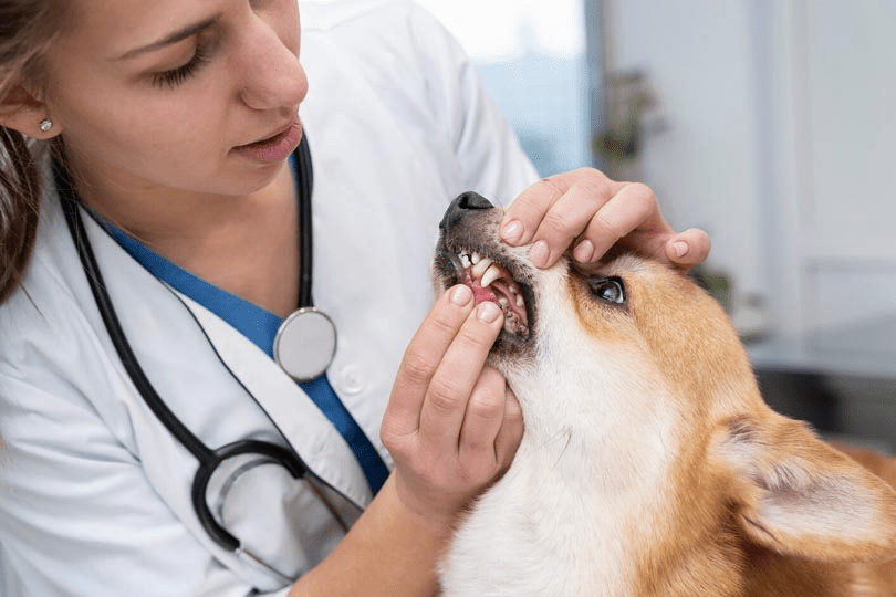 Dental Care