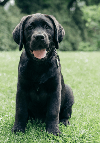 Black lab
