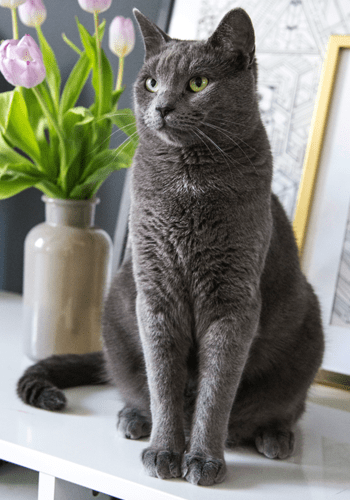 Grey Cat 2