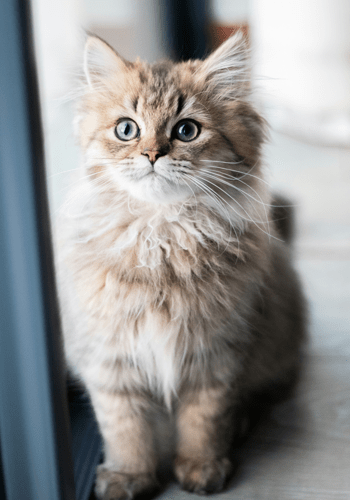 Kitten