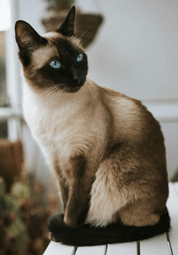 Siamese cat