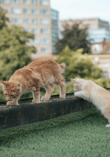 cats